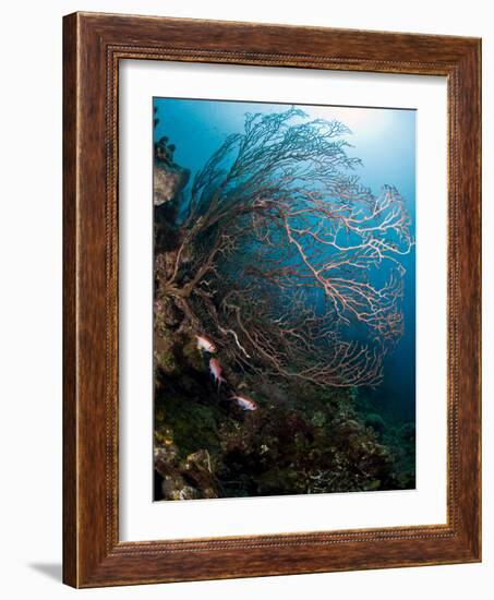 Reef Scene with Sea Fan, St. Lucia, West Indies, Caribbean, Central America-Lisa Collins-Framed Photographic Print