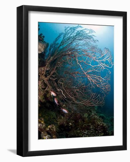Reef Scene with Sea Fan, St. Lucia, West Indies, Caribbean, Central America-Lisa Collins-Framed Photographic Print