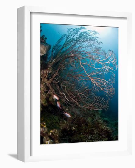 Reef Scene with Sea Fan, St. Lucia, West Indies, Caribbean, Central America-Lisa Collins-Framed Photographic Print