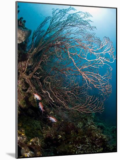 Reef Scene with Sea Fan, St. Lucia, West Indies, Caribbean, Central America-Lisa Collins-Mounted Photographic Print