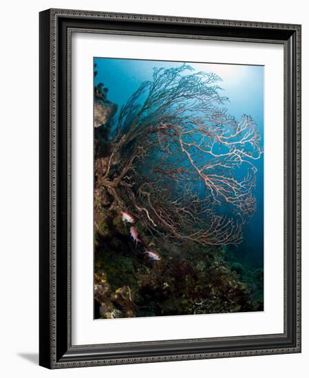 Reef Scene with Sea Fan, St. Lucia, West Indies, Caribbean, Central America-Lisa Collins-Framed Photographic Print