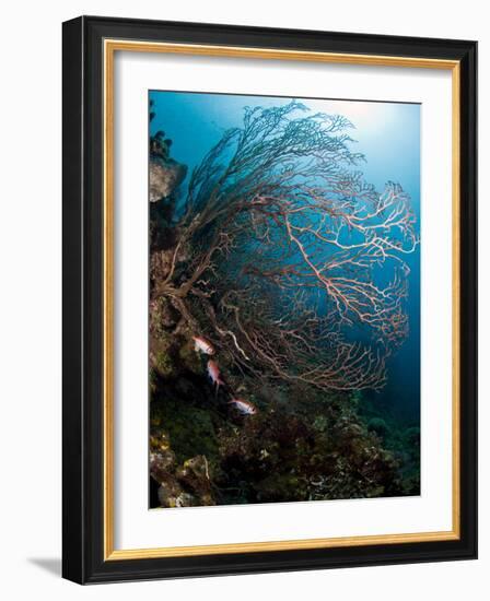 Reef Scene with Sea Fan, St. Lucia, West Indies, Caribbean, Central America-Lisa Collins-Framed Photographic Print