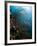 Reef Scene with Sea Fan, St. Lucia, West Indies, Caribbean, Central America-Lisa Collins-Framed Photographic Print