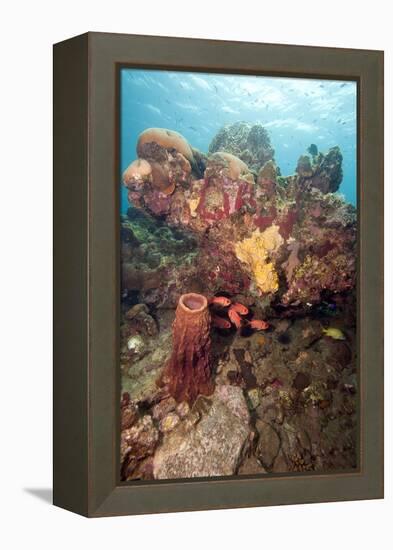 Reef Scene with Soldier Fish, Dominica, West Indies, Caribbean, Central America-Lisa Collins-Framed Premier Image Canvas