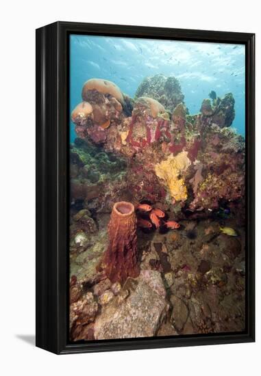 Reef Scene with Soldier Fish, Dominica, West Indies, Caribbean, Central America-Lisa Collins-Framed Premier Image Canvas