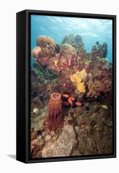 Reef Scene with Soldier Fish, Dominica, West Indies, Caribbean, Central America-Lisa Collins-Framed Premier Image Canvas