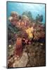 Reef Scene with Soldier Fish, Dominica, West Indies, Caribbean, Central America-Lisa Collins-Mounted Photographic Print