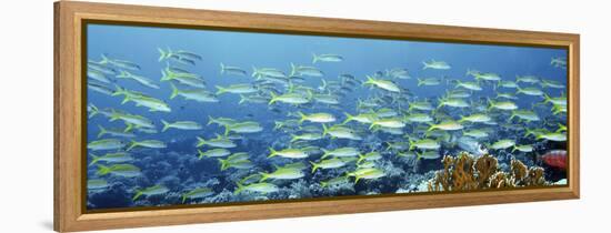 Reef Scene-Alexander Semenov-Framed Premier Image Canvas