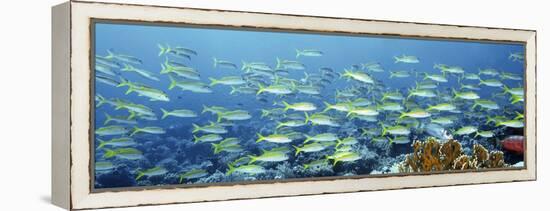 Reef Scene-Alexander Semenov-Framed Premier Image Canvas