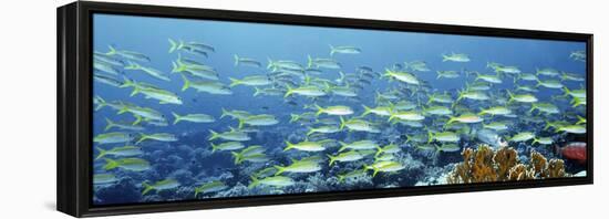 Reef Scene-Alexander Semenov-Framed Premier Image Canvas