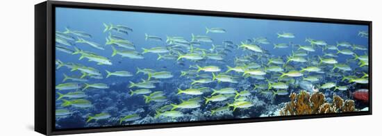 Reef Scene-Alexander Semenov-Framed Premier Image Canvas