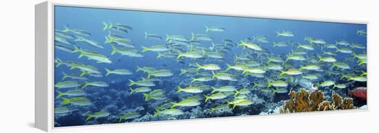 Reef Scene-Alexander Semenov-Framed Premier Image Canvas