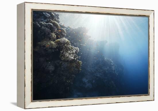 Reef Scene-Alexander Semenov-Framed Premier Image Canvas