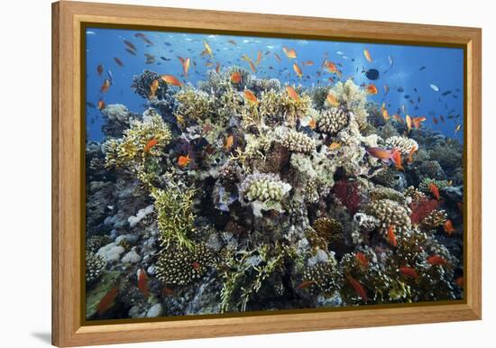 Reef Scene-Alexander Semenov-Framed Premier Image Canvas