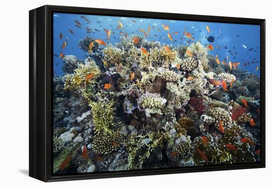 Reef Scene-Alexander Semenov-Framed Premier Image Canvas
