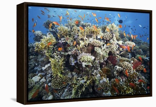 Reef Scene-Alexander Semenov-Framed Premier Image Canvas