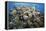 Reef Scene-Alexander Semenov-Framed Premier Image Canvas