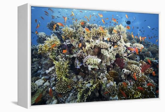 Reef Scene-Alexander Semenov-Framed Premier Image Canvas