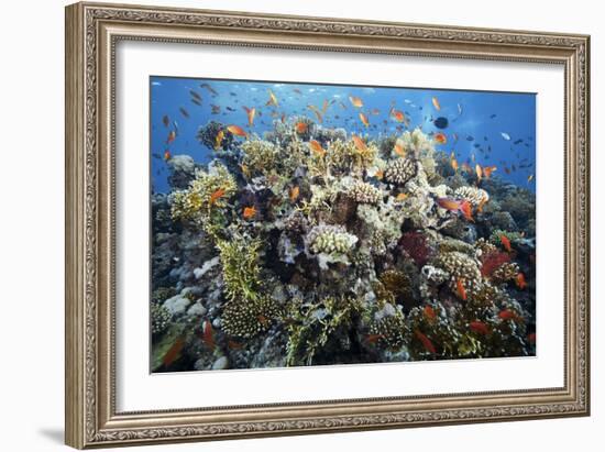 Reef Scene-Alexander Semenov-Framed Photographic Print