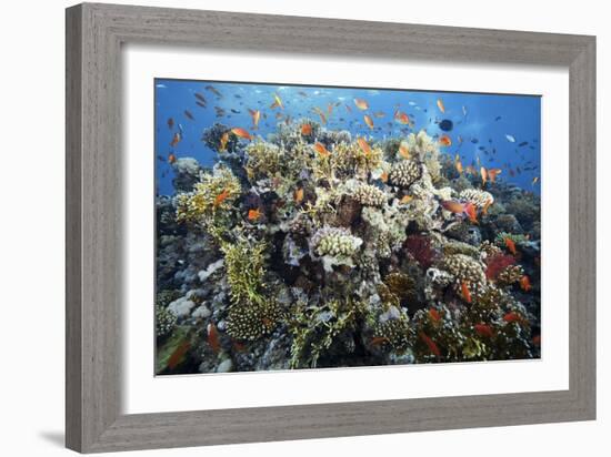 Reef Scene-Alexander Semenov-Framed Photographic Print