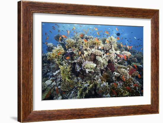 Reef Scene-Alexander Semenov-Framed Photographic Print