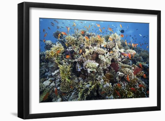 Reef Scene-Alexander Semenov-Framed Photographic Print