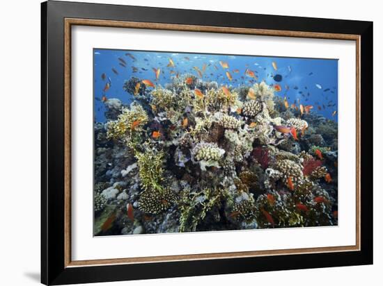 Reef Scene-Alexander Semenov-Framed Photographic Print