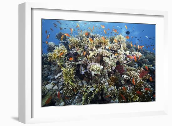 Reef Scene-Alexander Semenov-Framed Photographic Print