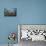 Reef Scene-Alexander Semenov-Mounted Photographic Print displayed on a wall