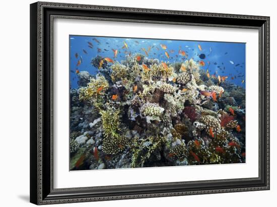 Reef Scene-Alexander Semenov-Framed Photographic Print