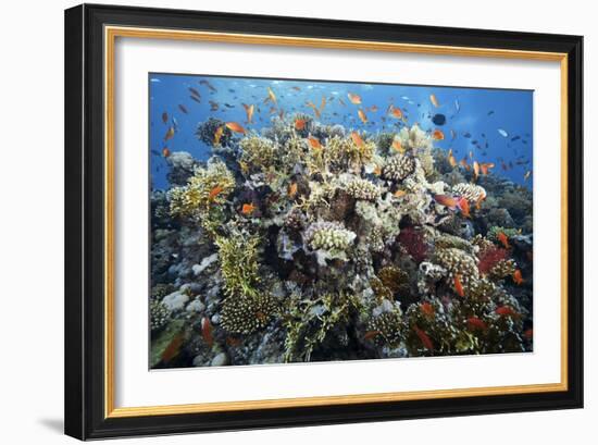 Reef Scene-Alexander Semenov-Framed Photographic Print