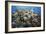 Reef Scene-Alexander Semenov-Framed Photographic Print