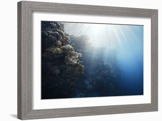 Reef Scene-Alexander Semenov-Framed Photographic Print