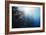 Reef Scene-Alexander Semenov-Framed Photographic Print