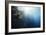 Reef Scene-Alexander Semenov-Framed Photographic Print