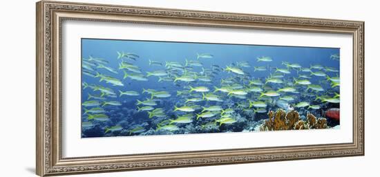 Reef Scene-Alexander Semenov-Framed Photographic Print