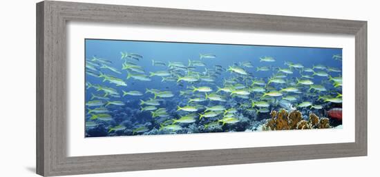 Reef Scene-Alexander Semenov-Framed Photographic Print