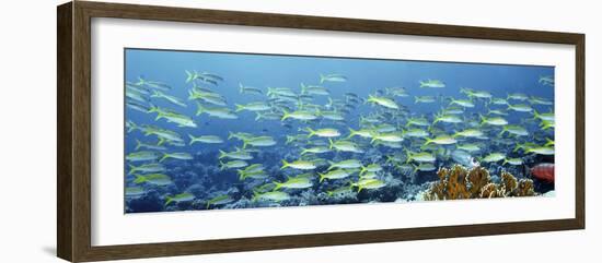 Reef Scene-Alexander Semenov-Framed Photographic Print