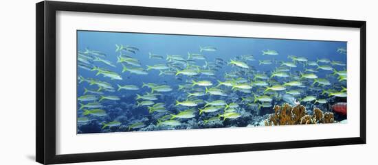 Reef Scene-Alexander Semenov-Framed Photographic Print