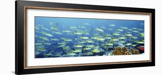 Reef Scene-Alexander Semenov-Framed Photographic Print