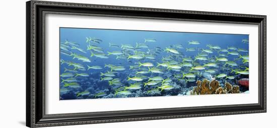 Reef Scene-Alexander Semenov-Framed Photographic Print