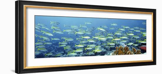 Reef Scene-Alexander Semenov-Framed Photographic Print