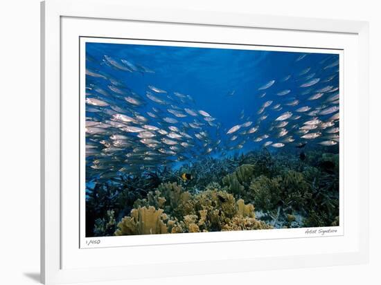 Reef Scenic 1-Jones-Shimlock-Framed Giclee Print