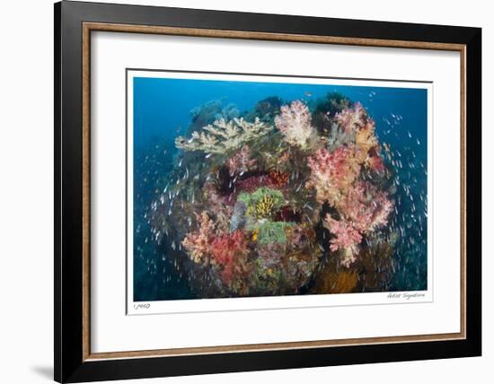 Reef Scenic 2-Jones-Shimlock-Framed Giclee Print