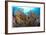 Reef Scenic 4-Jones-Shimlock-Framed Giclee Print