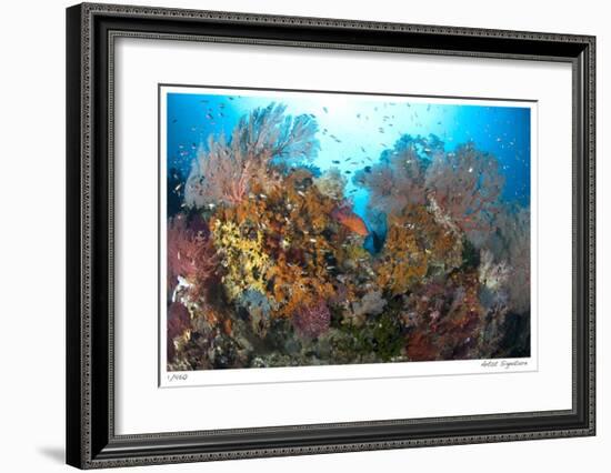 Reef Scenic 4-Jones-Shimlock-Framed Giclee Print