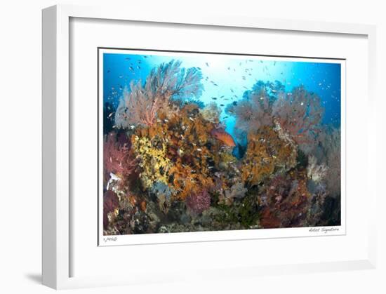 Reef Scenic 4-Jones-Shimlock-Framed Giclee Print