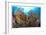 Reef Scenic 4-Jones-Shimlock-Framed Giclee Print