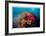 Reef Scenic 5-Jones-Shimlock-Framed Giclee Print