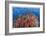 Reef Scenic 6-Jones-Shimlock-Framed Giclee Print